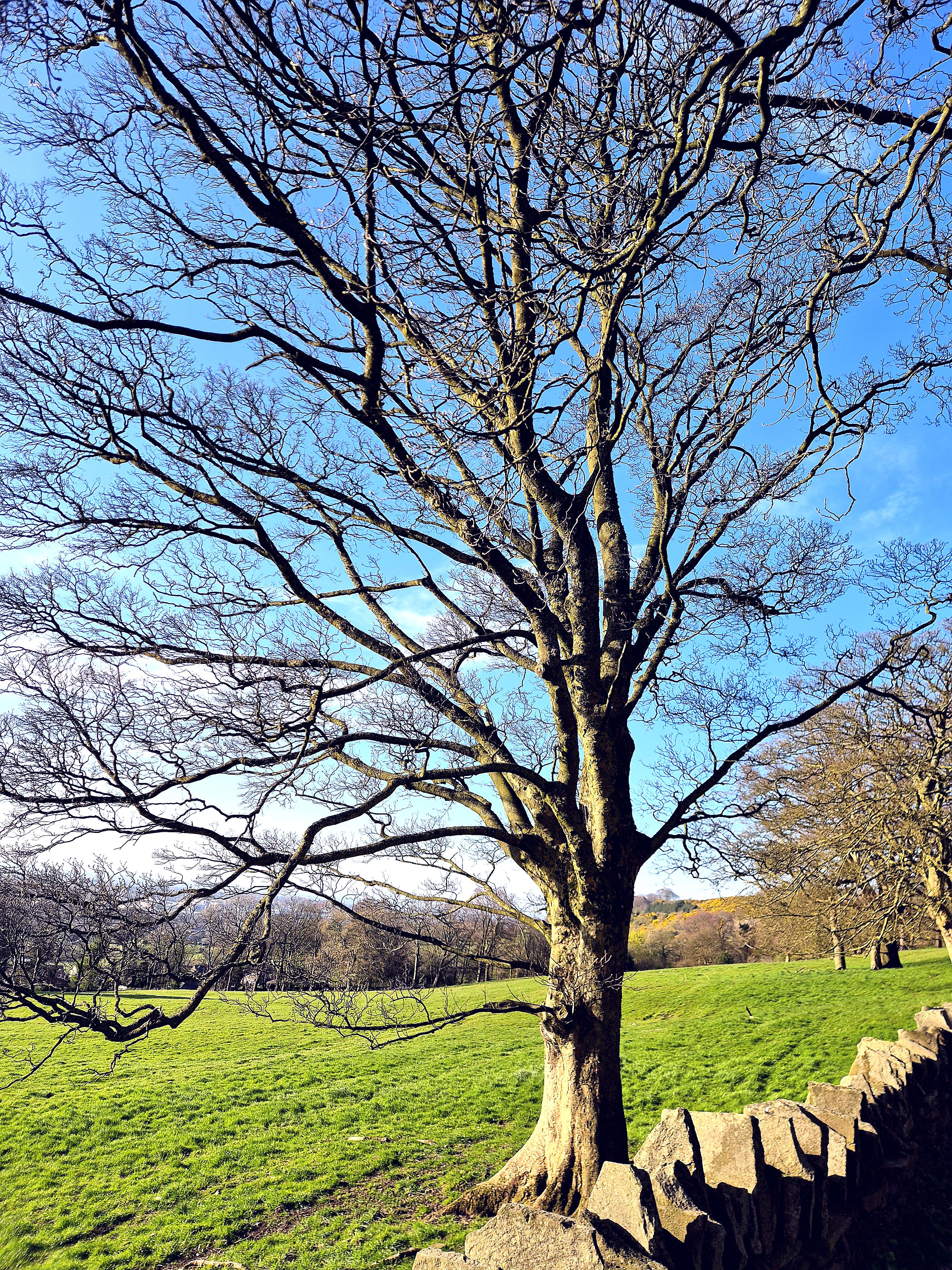 Eddisbury Park Field